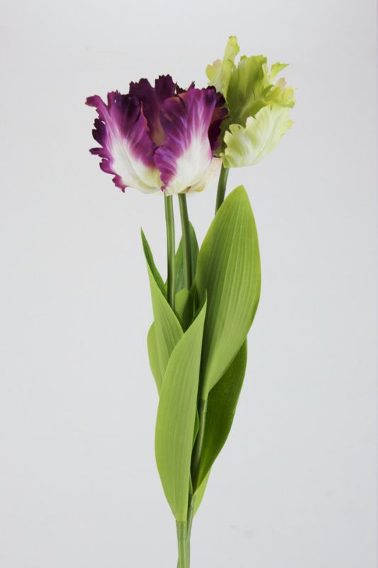Elegant set of 12 artificial white fringed tulips, 72cm high, perfect for home or office decor and floral arrangements.