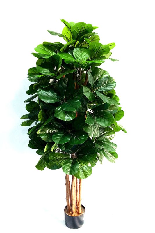 Artificial Fiddle Plant with 168 glossy mid green leaves, 160cm tall, adds elegance and greenery without maintenance.