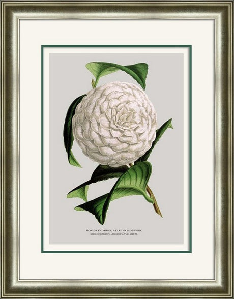 Framed art featuring a stunning white flower, measuring 60x80cm, ready to hang with glass front for protection.