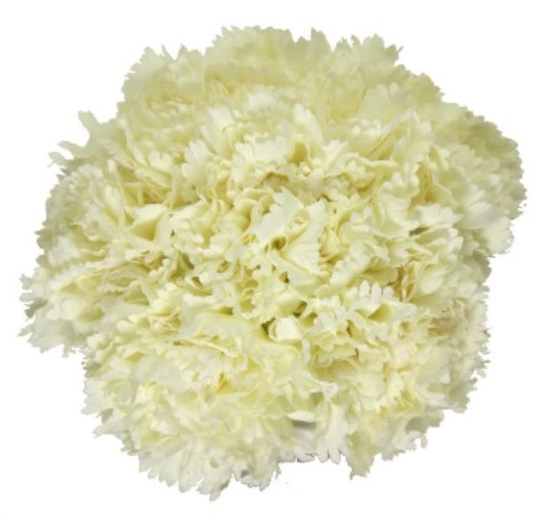 Artificial white carnation bouquet, 23cm, elegant faux flowers ideal for home décor, weddings, and allergy-friendly.