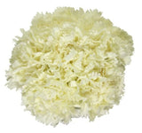 Artificial white carnation bouquet, 23cm, elegant faux flowers ideal for home décor, weddings, and allergy-friendly.
