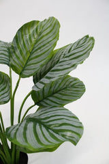 Lifelike 64cm artificial Calathea plant, perfect for low light spaces, enhancing decor without maintenance.
