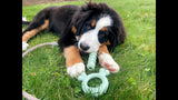 Puppy Chew Tactile Ring with bone-shaped ends, designed for teething relief and positive chewing habits, infused with chicken flavor.