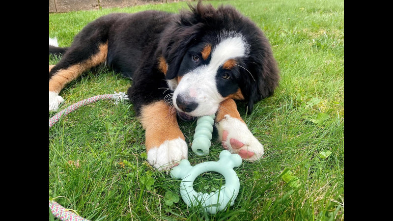 Puppy Chew Tactile Stick: Adorable, peanut butter-flavored toy with grooves for soothing gums and engaging teething pups.