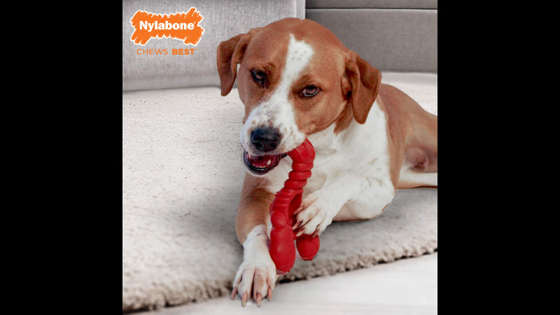 Durable lobster-shaped dog toy with filet mignon flavor, ideal for aggressive chewers over 22.5 pounds.