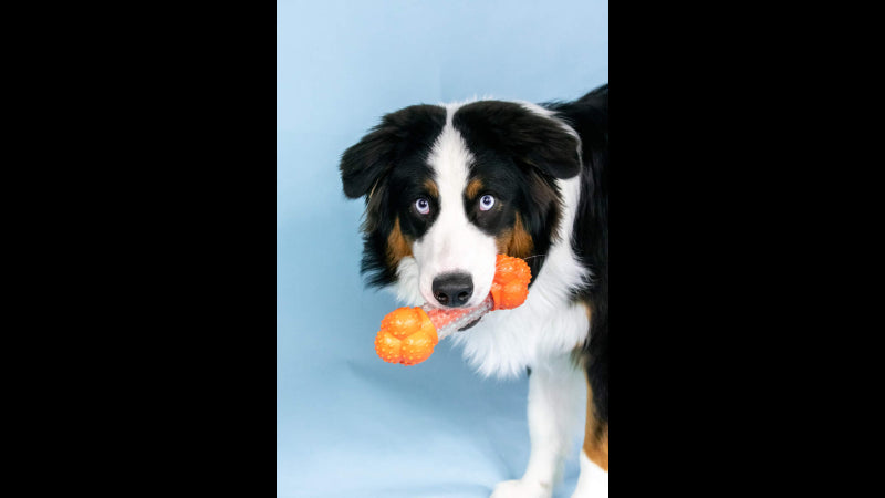 Giant Strong Chew Sneaky Snacker Toy for dogs, filled with treats, promotes chewing and dental health, ideal for strong chewers.