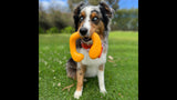 Vibrant orange C-shaped dog toy for imaginative play, perfect for chasing, stretching, and engaging your dog's creativity.