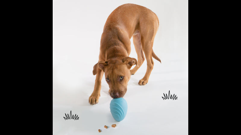 Interactive blue egg-shaped dog toy with hidden treat compartment for creative play and mental stimulation.