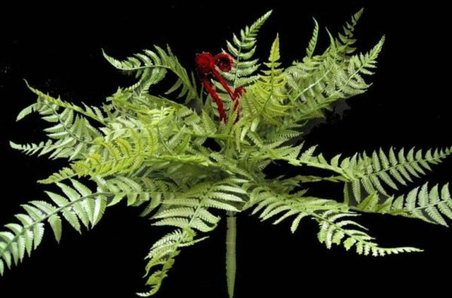 Lifelike 15" artificial Boston fern bush in vibrant green with Koru design, perfect for low-maintenance home decor.