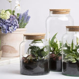 Set of 4 eco-friendly 5L half-open terrarium bottles in recycled glass with cork lids, perfect for indoor gardening.