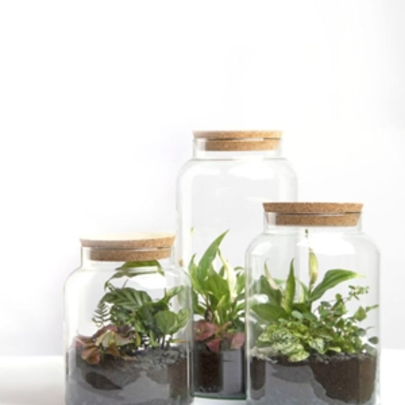 Set of 4 small 5L terrarium bottles made from recycled glass, featuring cork lids for easy plant maintenance.