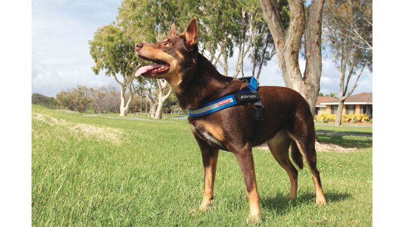 Blue ED Express M Dog Harness featuring EVA pads, reflective trim, and a grab handle for active dogs.