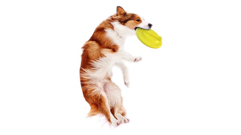 Colorful dog flying disc designed for large dogs, featuring a bone-shaped top for easy pickups and hovering for exciting fetch games.