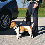 Dog car safety harness for small dogs, adjustable, padded, prevents injury in accidents, made of soft nylon fabric.