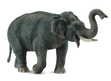 XL Asian Elephant figurine from CollectA, intricately crafted, measuring 15cm x 8.5cm, perfect for collectors and decor.