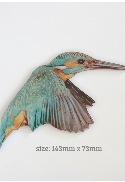 Printed ACM  Kingfisher / Bird Set - Wall Art