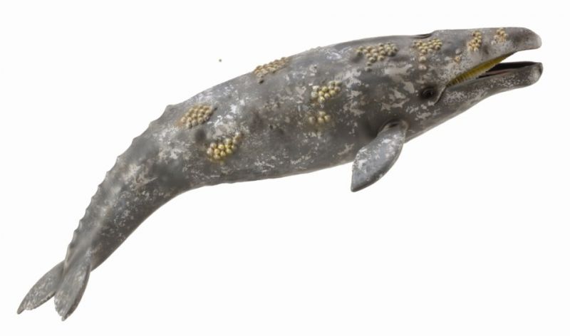 Hand-painted Gray Whale figurine, 22.8cm, made of non-toxic PVC, perfect for marine decor and educational use.