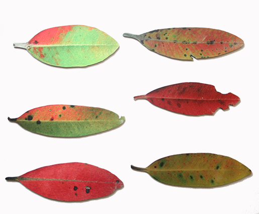 Elegant wall art featuring six printed Pohutukawa leaves on brushed silver ACM, ideal for enhancing indoor and sheltered outdoor spaces.