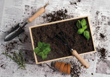 Premium stainless steel garden tool set with beech wood handles, neatly packaged in a pine wood box for convenient organization.