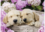 Colorful 300pc puzzle featuring adorable puppies in a basket, perfect for dog lovers and family fun.