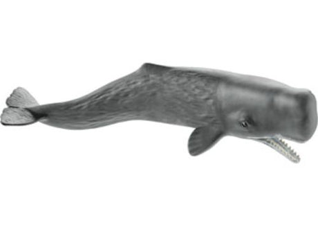 Realistic Schleich sperm whale figurine, showcasing its large rectangular head and educational features for marine exploration.