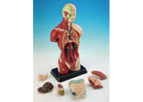 Human anatomy model, 27cm tall, features 8 hand-painted, dissectible parts for education and detailed study.