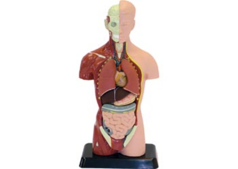 Human anatomy model, 27cm, 8 dissectible parts, vividly hand-painted, durable ABS, ideal for educational use.