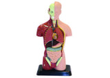 Human Anatomy Model (27cm) with 8 dissectible parts, hand-painted, perfect for students and educators to explore anatomy.