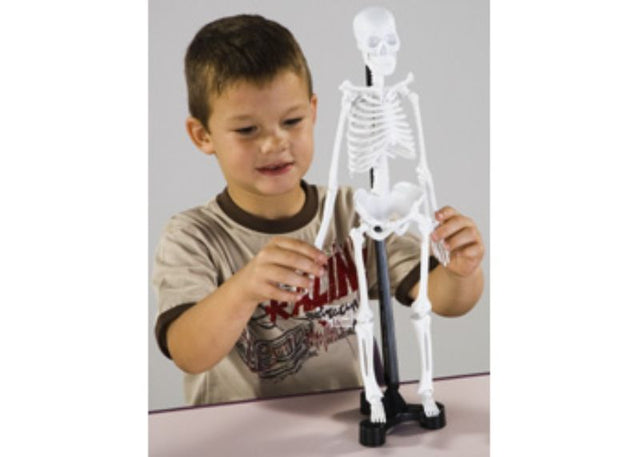 Realistic 46cm mini skeleton model for learning anatomy, features movable joints and durable construction for hands-on education.