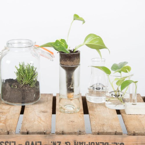 Self-watering bottle planters set of 2, made from recycled glass, ideal for easy indoor plant care and hydration.