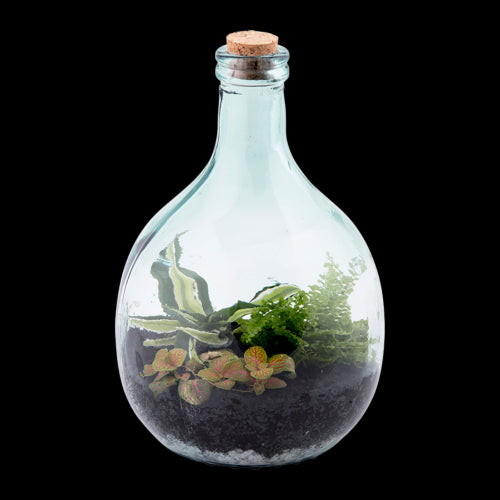 Eco-friendly 5L terrarium bottle in recycled glass with cork, tools, and space for creating a self-sustaining plant ecosystem.