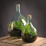 Eco-friendly 5L glass terrarium bottle with cork top, tools included for creating a self-sustaining indoor garden.