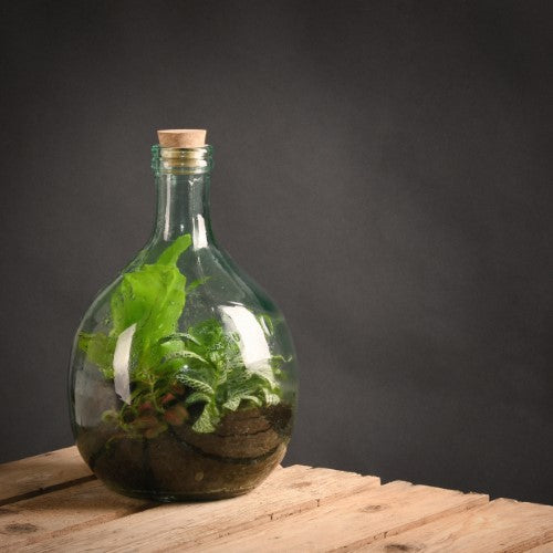 5L glass terrarium bottle with cork top and tools, ideal for creating a self-sustaining indoor plant ecosystem.