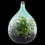 Glass terrarium bottle set, 35L, with cork and tools, ideal for creating a self-sustaining indoor plant ecosystem.