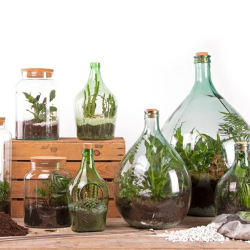 Large glass terrarium bottle set (35L) with cork, tools, and a self-sustaining ecosystem for indoor gardening.