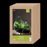 Glass terrarium bottle set with 35L capacity, cork, and gardening tools for indoor plant enthusiasts, measuring 40x40x56cm.