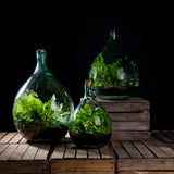 Glass terrarium bottle set (35L) with cork and tools; creates a self-sustaining indoor garden ecosystem.