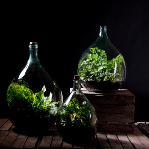 Glass terrarium bottle set (35L) with cork, tools, and space for creating a self-sustaining indoor garden.