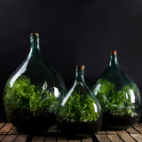 Glass terrarium bottle set featuring a 55L capacity, natural cork stopper, and gardening tools for creating indoor ecosystems.