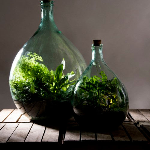 Elegant 55L terrarium bottle set for indoor gardening, complete with cork and gardening tools for a self-sustaining micro-ecosystem.