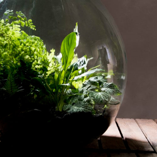 Terrarium Bottle - 55L Set: Beautiful glass ecosystem for indoor plants with cork stopper, tools, and 55-liter capacity.