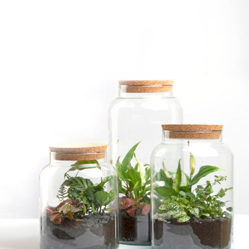 Set of 4 eco-friendly half-open terrarium bottles, crafted from recycled glass for stylish indoor gardening.