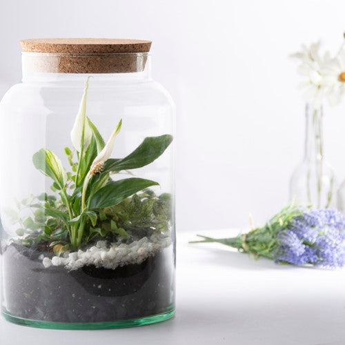 Elegant half-open terrarium bottles (7L, set of 4) made of recycled glass, perfect for easy plant display and maintenance.