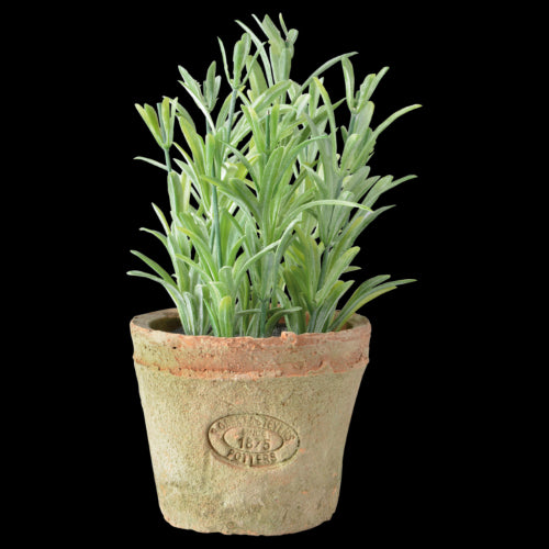 Artificial Rosemary in Terracotta Pot - 14 x 14 x H 16cm (Set of 4)