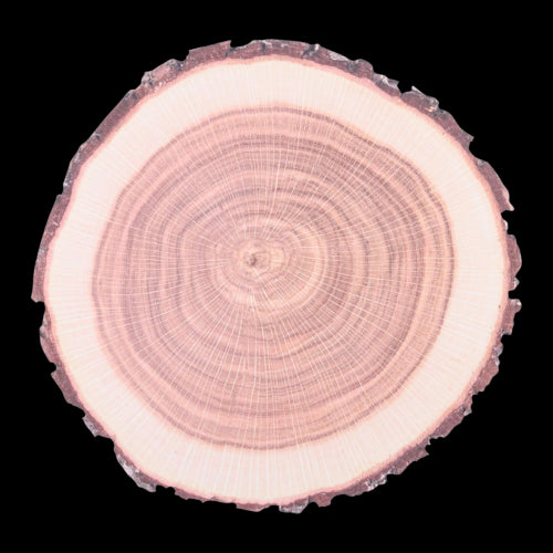 Disposable Paper Placemats - Tree Trunk 38cm (Set of 10)
