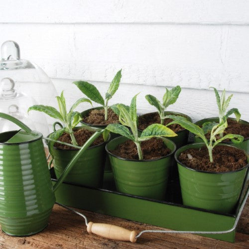 Stylish indoor watering can with long nozzle and ergonomic handle, perfect for precise plant hydration.