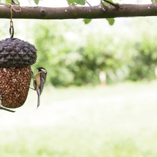 Stylish acorn-shaped bird feeder for nuts, made of durable PVC and iron, enhancing gardens while attracting various birds.