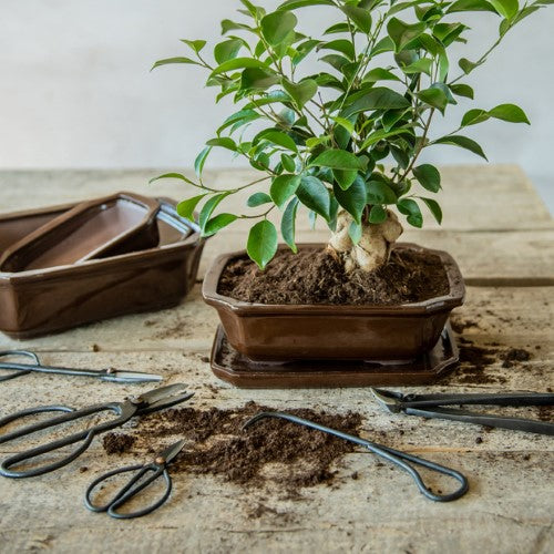 Rectangular medium bonsai saucers, 21 x 17 x 2cm, set of 4, perfect for collecting water and enhancing bonsai displays.