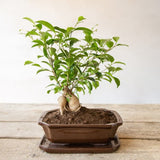 Set of 4 medium rectangular bonsai saucers, measuring 21 x 17 x 2cm, ideal for collecting water and protecting surfaces.