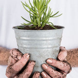 Set of 6 Old Zinc Flower Pots, 14cm each, featuring vintage design with drainage options for versatile planting.